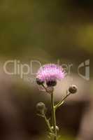 Pink flower of a thistle plant Carduus horridulum