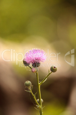 Pink flower of a thistle plant Carduus horridulum