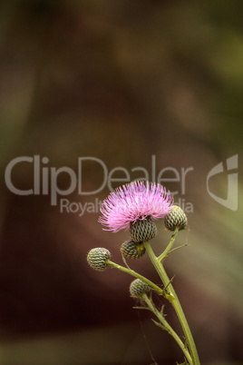 Pink flower of a thistle plant Carduus horridulum