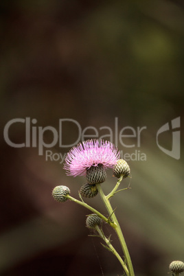 Pink flower of a thistle plant Carduus horridulum