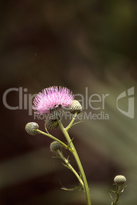 Pink flower of a thistle plant Carduus horridulum