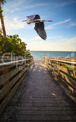 Great blue heron over a Boardwalk leading down to Vanderbilt Bea