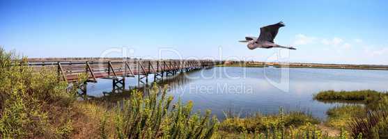 Great blue heron over a Bridge along the peaceful and tranquil m