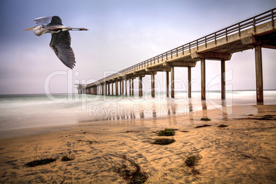 Great blue heron over an Overcast cloudy day over Scripps pier B