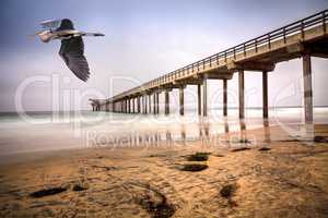 Great blue heron over an Overcast cloudy day over Scripps pier B