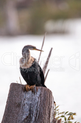 Anhinga bird called Anhinga anhinga