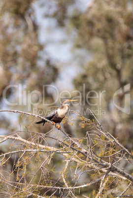 Anhinga bird called Anhinga anhinga