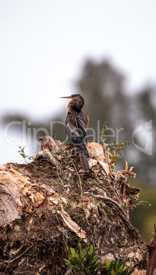 Anhinga bird called Anhinga anhinga