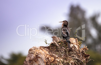 Anhinga bird called Anhinga anhinga