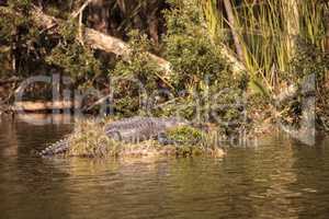 American alligator Alligator mississippiensis suns itself on a s