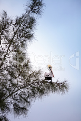 Brown pelican called Pelecanus occidentalis perches in a tree