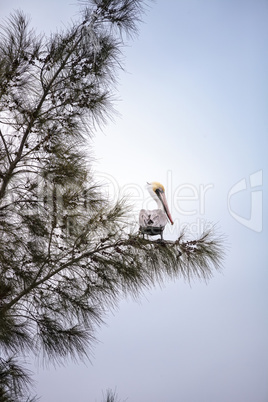 Brown pelican called Pelecanus occidentalis perches in a tree