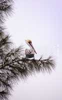 Brown pelican called Pelecanus occidentalis perches in a tree