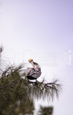 Brown pelican called Pelecanus occidentalis perches in a tree