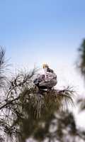Brown pelican called Pelecanus occidentalis perches in a tree