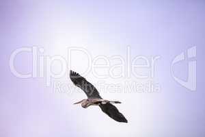 Great blue heron Ardea herodias