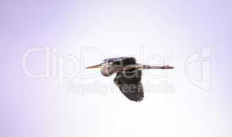 Great blue heron Ardea herodias