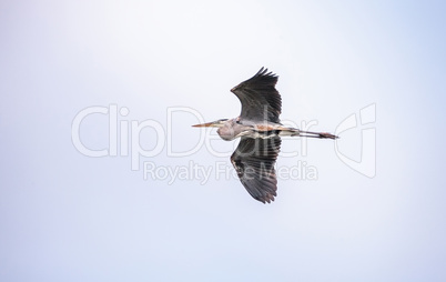 Great blue heron Ardea herodias