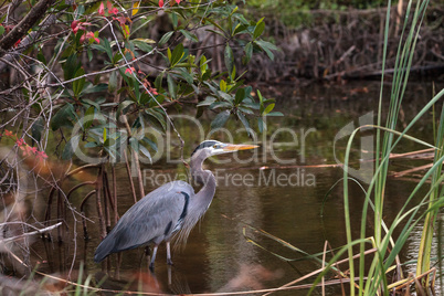 Great blue heron Ardea herodias