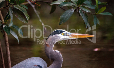 Great blue heron Ardea herodias