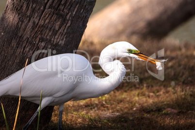 Great Egret Ardea alba in a marsh at Lakes Park