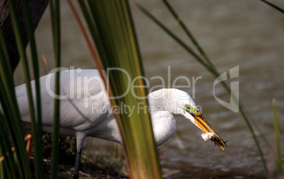 Great Egret Ardea alba in a marsh at Lakes Park