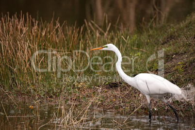 Great Egret Ardea alba in a marsh at Lakes Park