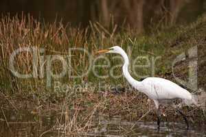 Great Egret Ardea alba in a marsh at Lakes Park