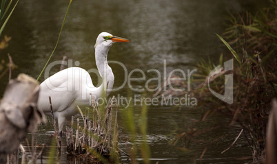 Great Egret Ardea alba in a marsh at Lakes Park