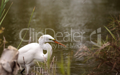 Great Egret Ardea alba in a marsh at Lakes Park