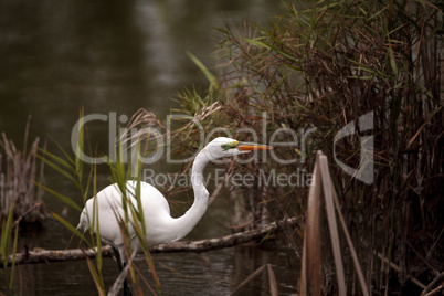 Great Egret Ardea alba in a marsh at Lakes Park