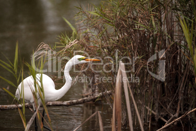 Great Egret Ardea alba in a marsh at Lakes Park