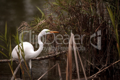 Great Egret Ardea alba in a marsh at Lakes Park