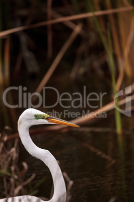 Great Egret Ardea alba in a marsh at Lakes Park