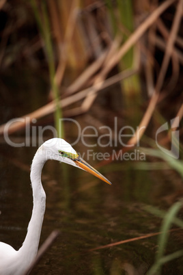 Great Egret Ardea alba in a marsh at Lakes Park