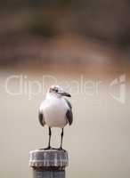 Laughing Gull bird Leucophaeus atricilla