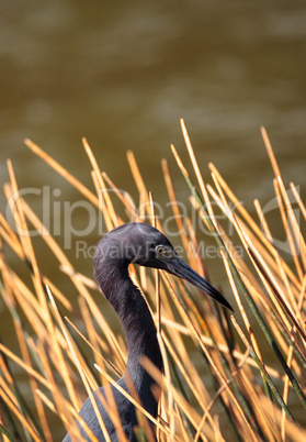 Little blue heron Egretta caerulea Little blue heron Egretta caerulea