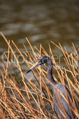 Little blue heron Egretta caerulea