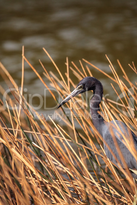 Little blue heron Egretta caerulea