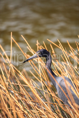 Little blue heron Egretta caerulea