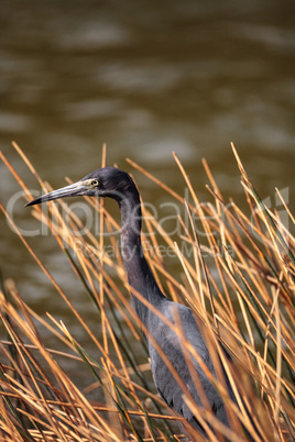 Little blue heron Egretta caerulea