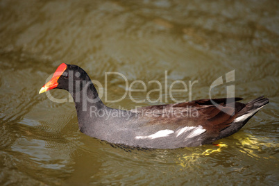 Common Moorhen Gallinula chloropus in the marsh