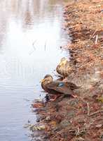 Mottled ducks Anas fulvigula in a pond