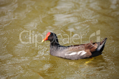 Common Moorhen Gallinula chloropus in the marsh