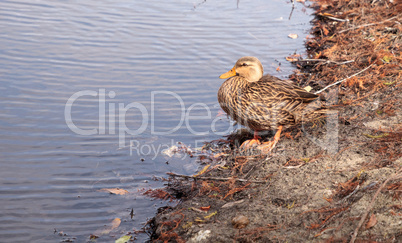 Mottled ducks Anas fulvigula in a pond