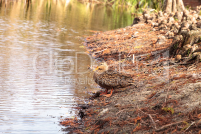 Mottled ducks Anas fulvigula in a pond