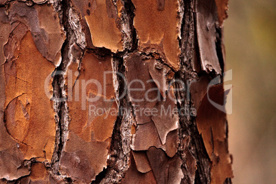 Pine Tree bark background