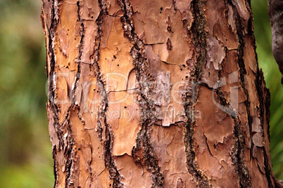 Pine Tree bark background