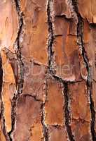 Pine Tree bark background