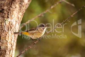 Pine warbler bird Dendroica palmarum
